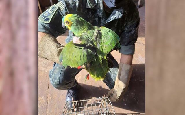 Papagaio-verdadeiro (Amazona aestiva) teve as asas aparadas e era mantido em cativeiro — Foto: Polícia Ambiental