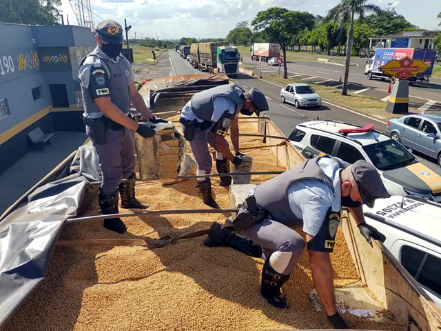 Fardos de maconha estavam escondidos em meio à carga de grãos de soja — Foto: Polícia Militar Rodoviária