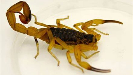 escorpiao1