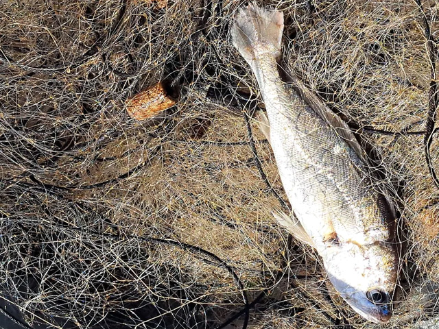 Peixes presos em meio a rede foram soltos em ambiente aquático nesta quinta-feira (20) — Foto: Polícia Ambiental