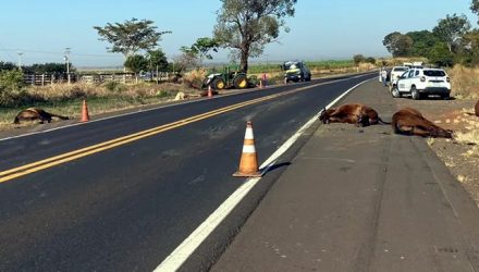 Oito cavalos morreram após colisão com caminhão na Rodovia Assis Chateaubriand (SP-425) — Foto: Robson Moreira/TV Fronteira