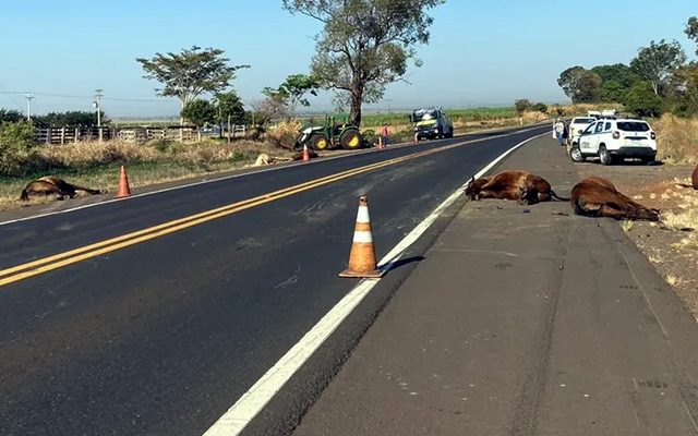 Oito cavalos morreram após colisão com caminhão na Rodovia Assis Chateaubriand (SP-425) — Foto: Robson Moreira/TV Fronteira