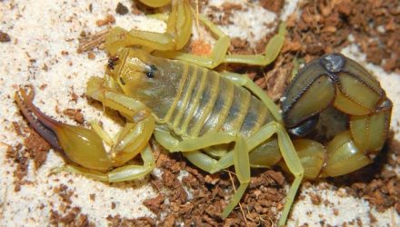 escorpiao1