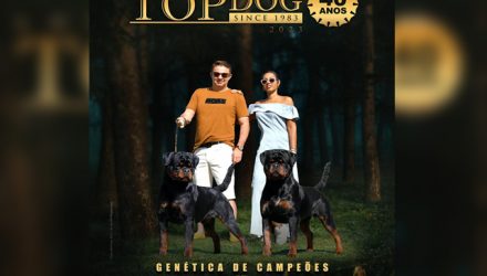 top_dog1
