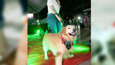 natal_canino2