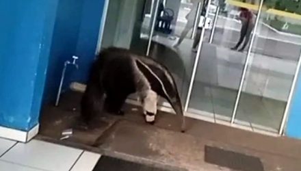 tamandua1
