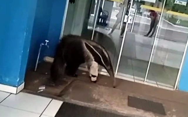 tamandua1