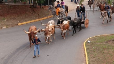 cavalgada 6